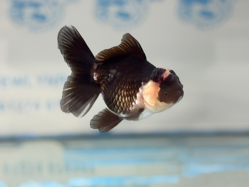 Elite Tri Oranda 10cm