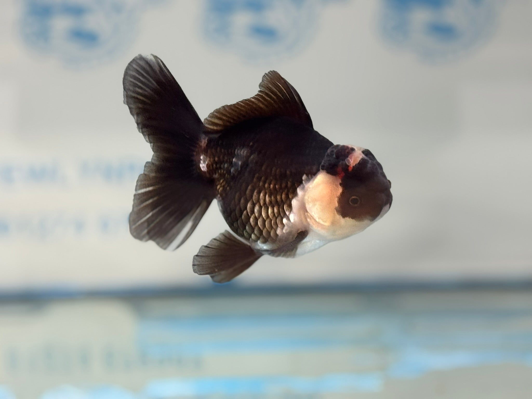 Elite Tri Oranda 10cm