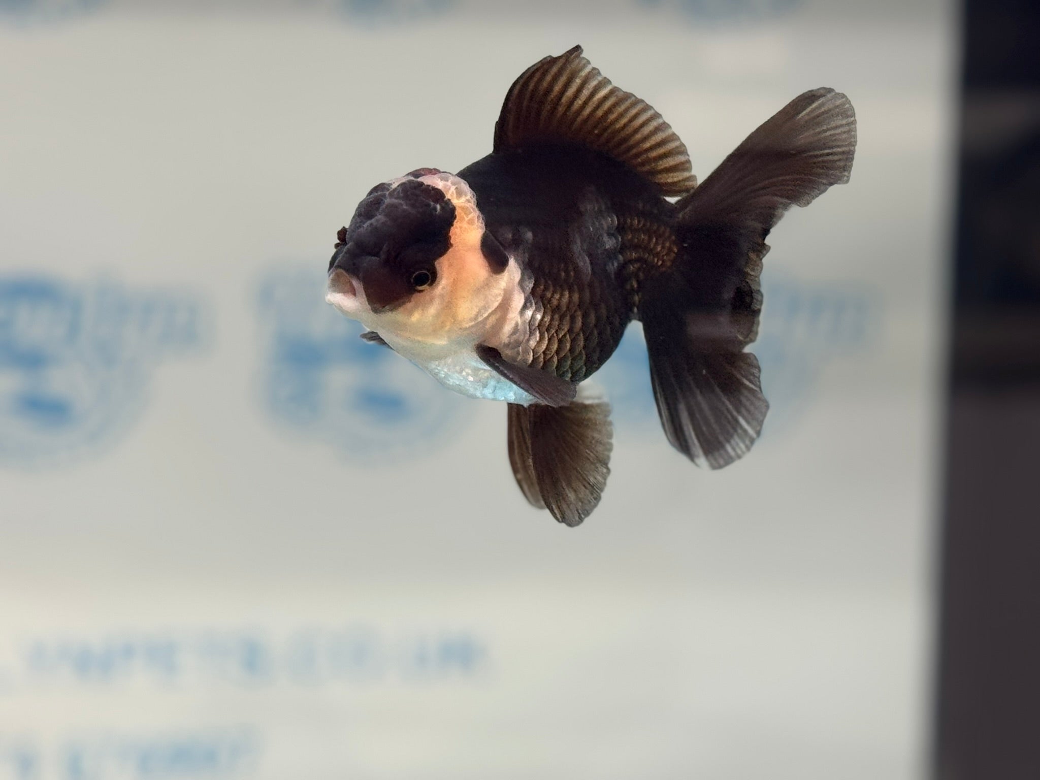 Elite Tri Oranda 10cm