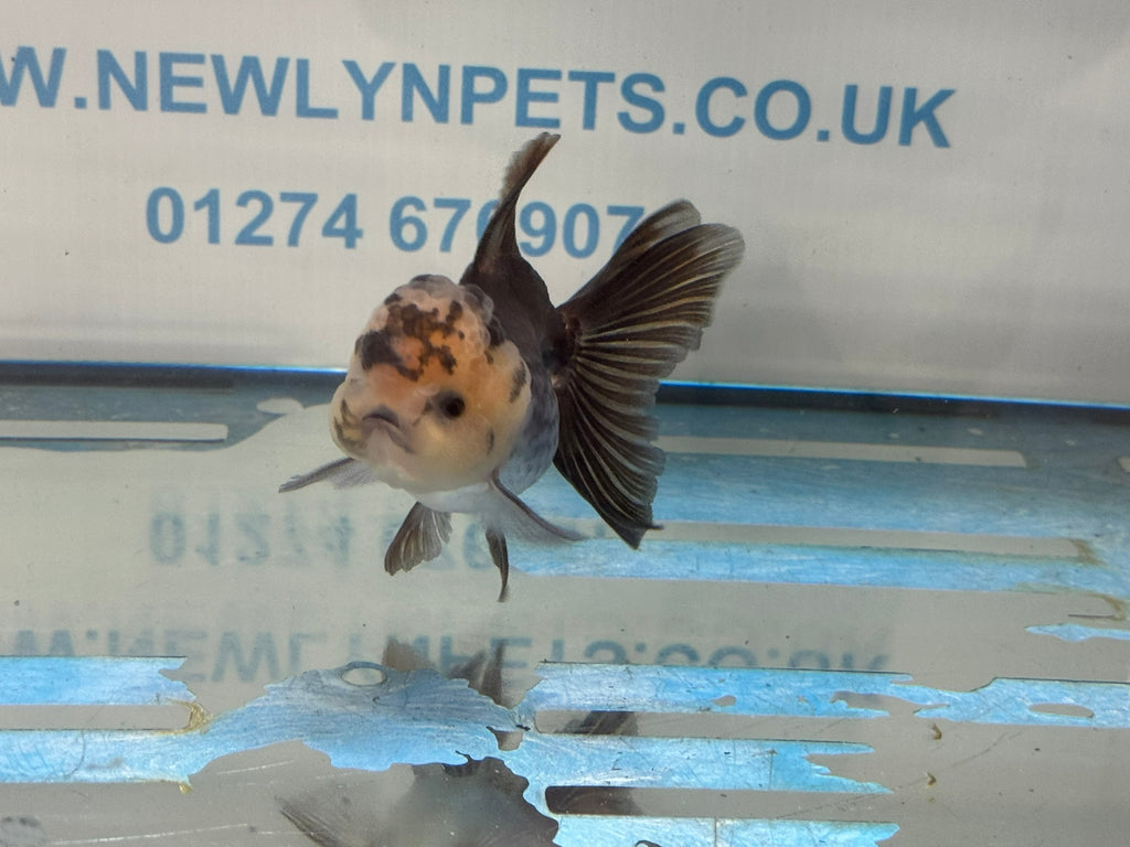 Elite Panda Oranda 9-10cm