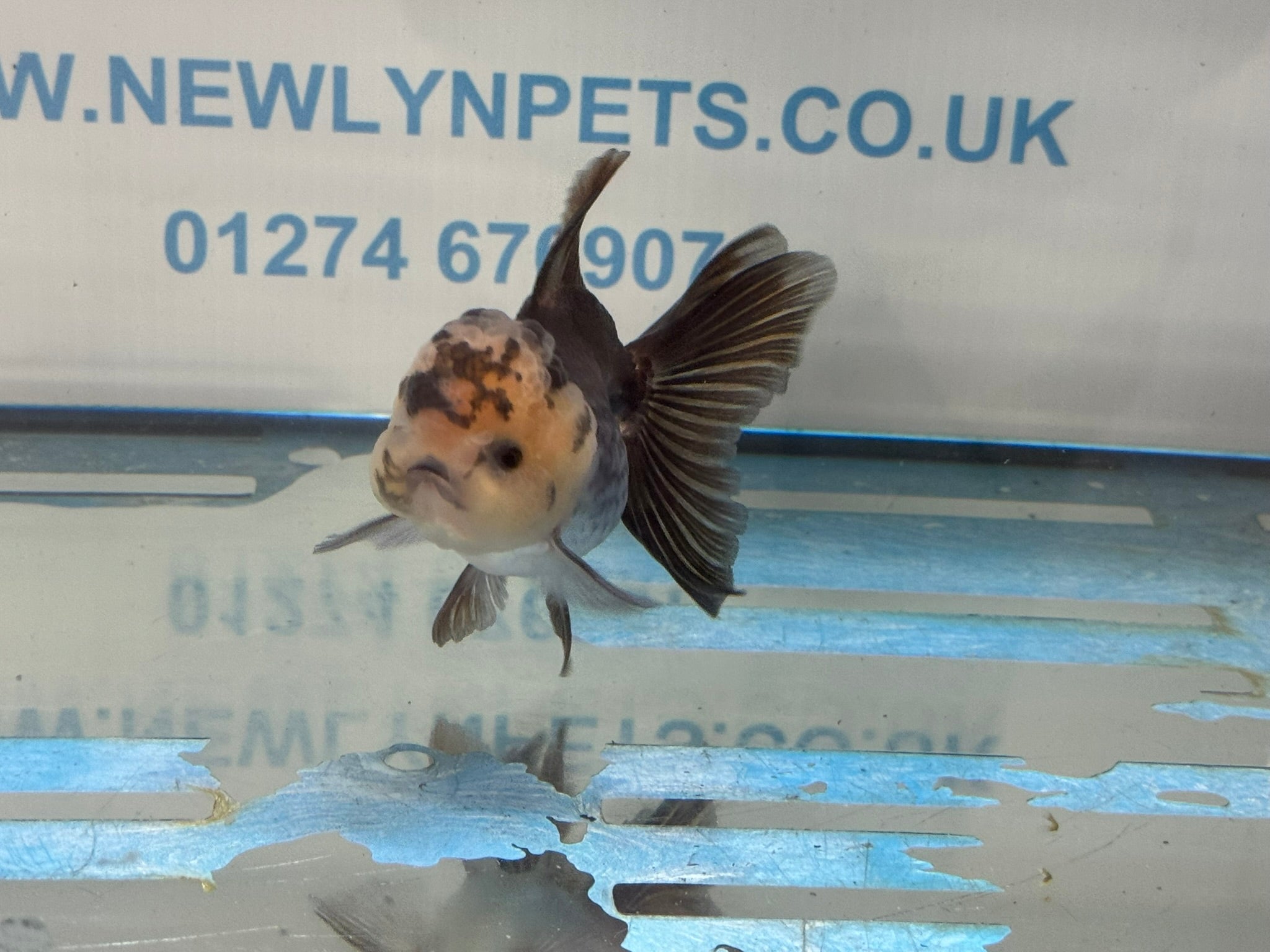 Elite Panda Oranda 9-10cm