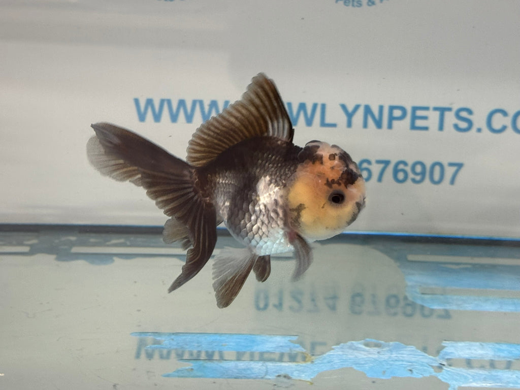 Elite Panda Oranda 9-10cm
