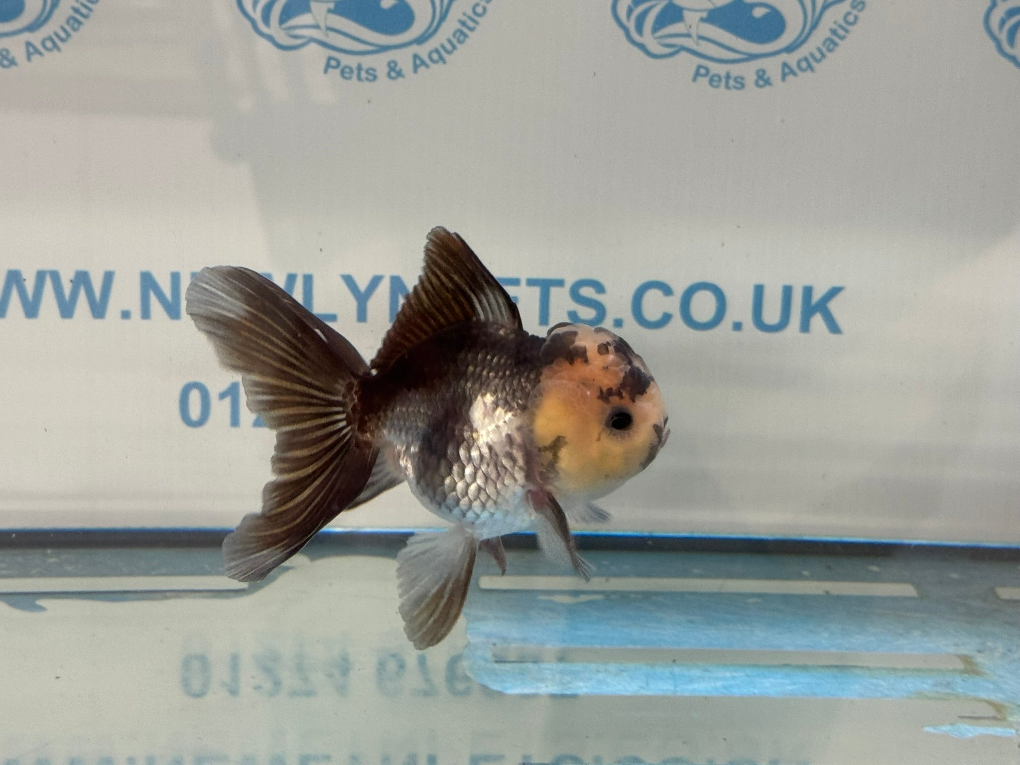 Elite Panda Oranda 9-10cm