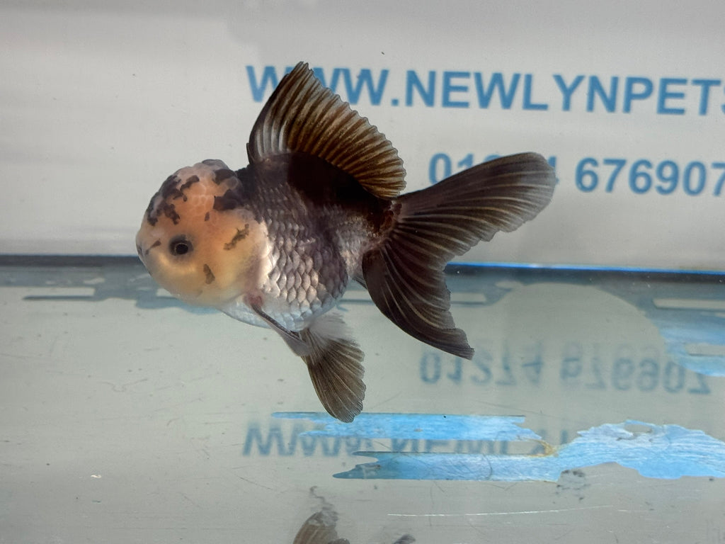 Elite Panda Oranda 9-10cm