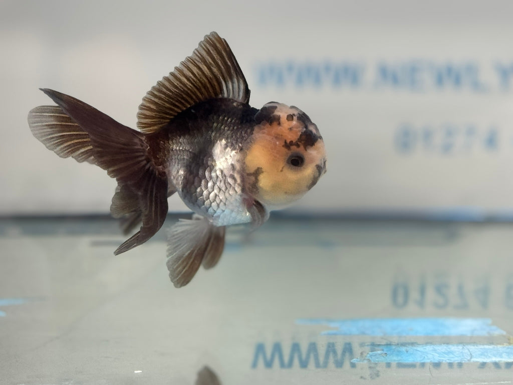 Elite Panda Oranda 9-10cm
