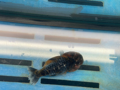 Calico Ranchu 10-11cm Fancy Goldfish Fish in Photo