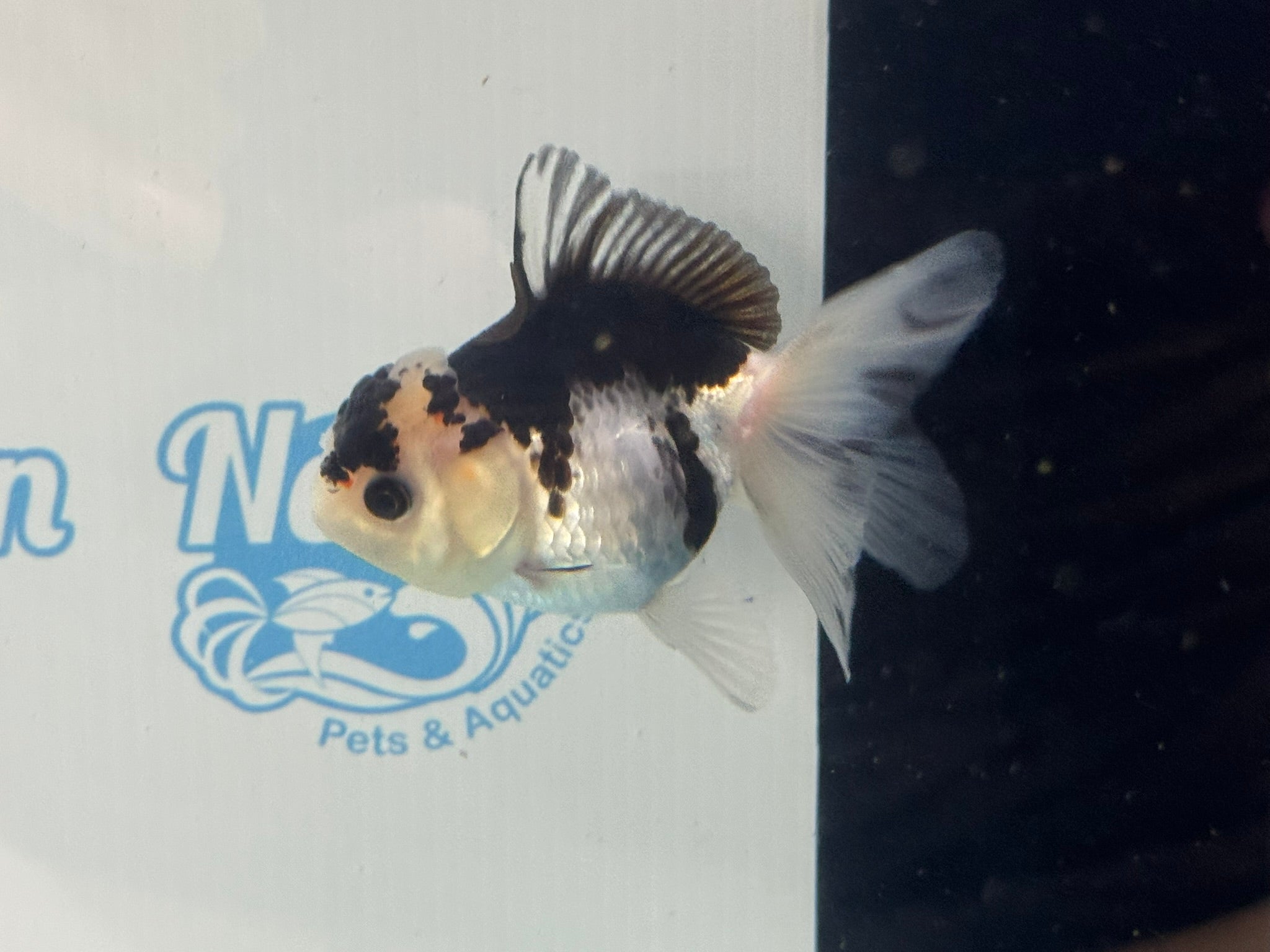 Elite Panda Oranda 9cm