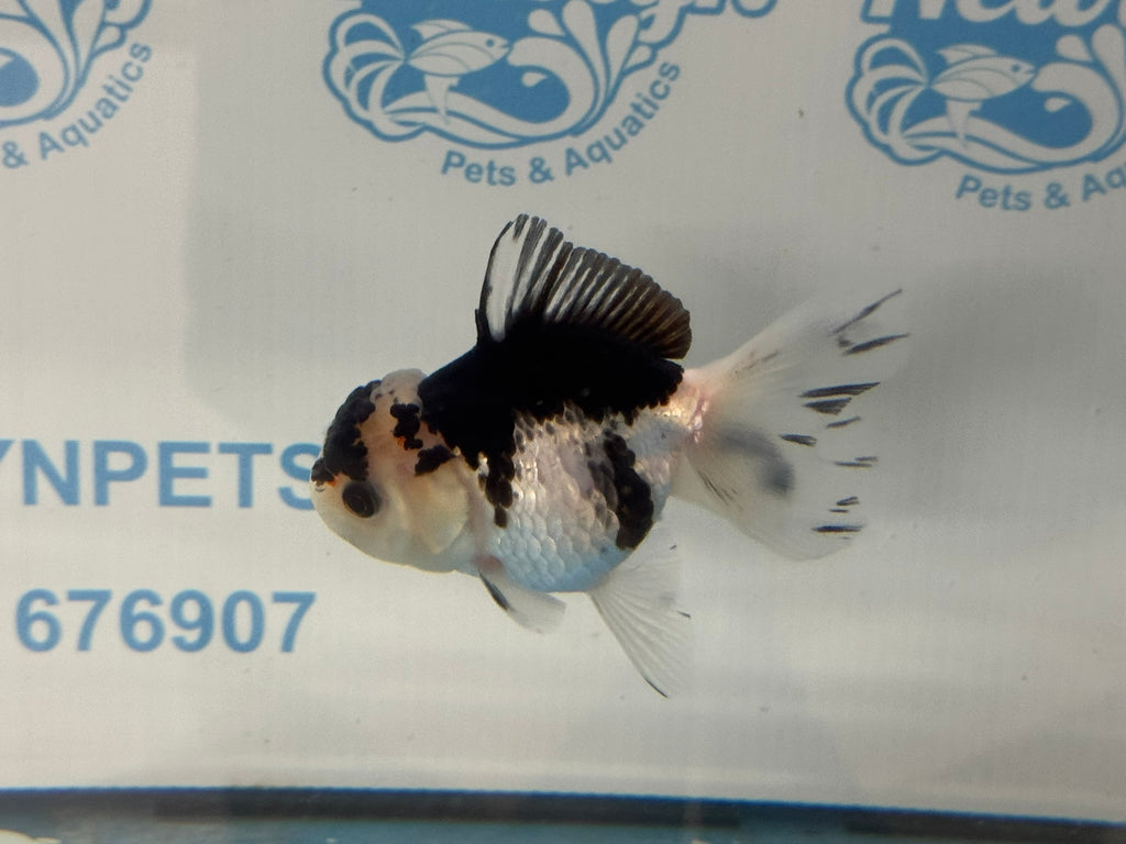 Elite Panda Oranda 9cm