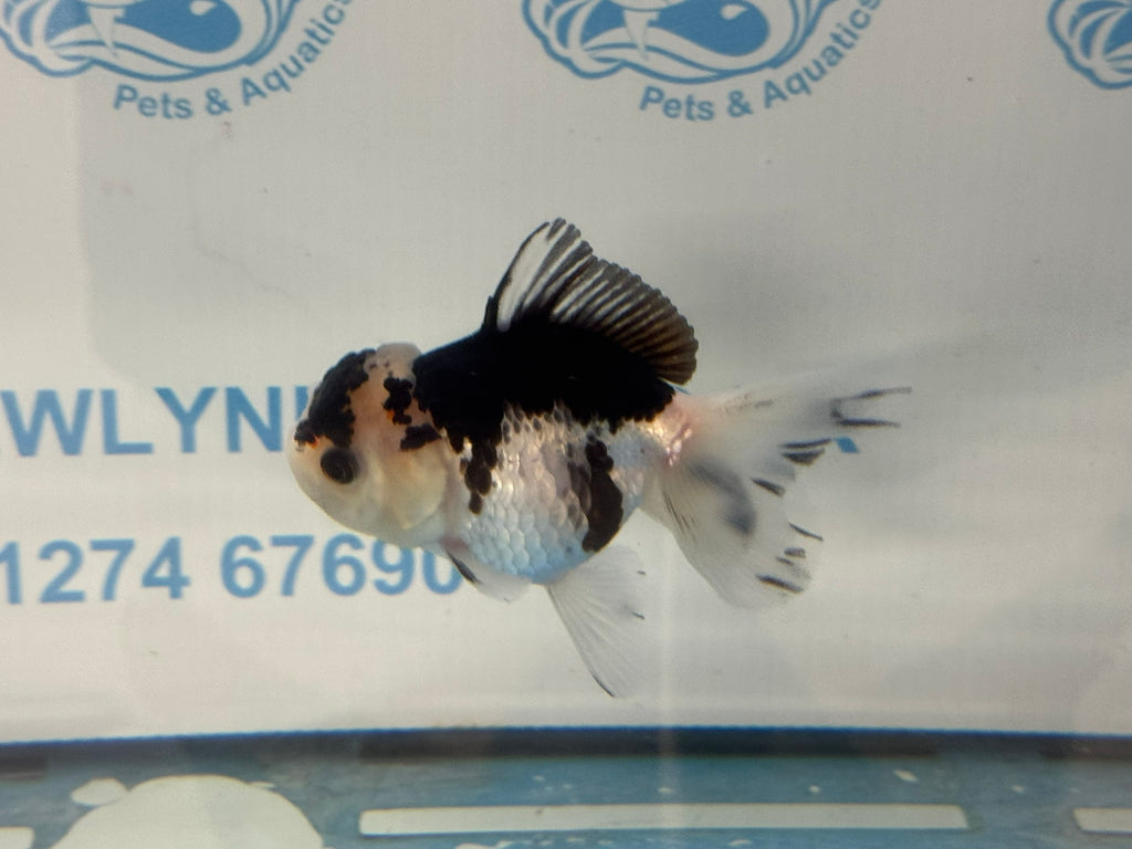 Elite Panda Oranda 9cm