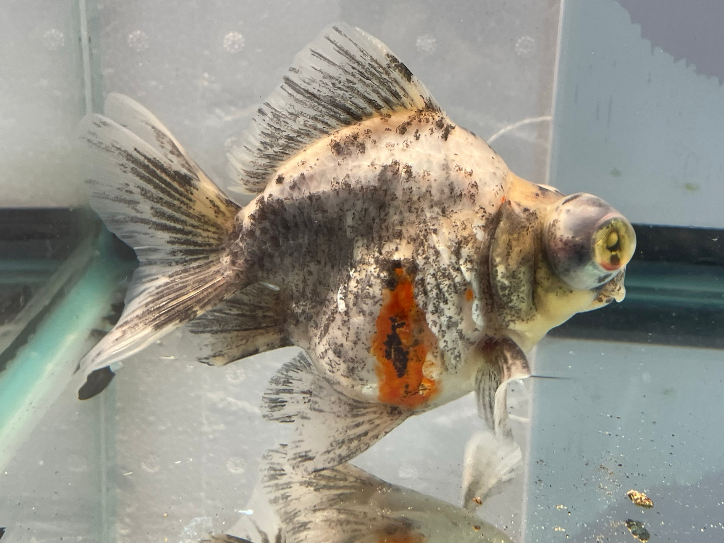 Demekin Fancy Goldfish 11-12cm (Fish In Photo)