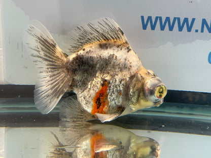 Demekin Fancy Goldfish 11-12cm (Fish In Photo)