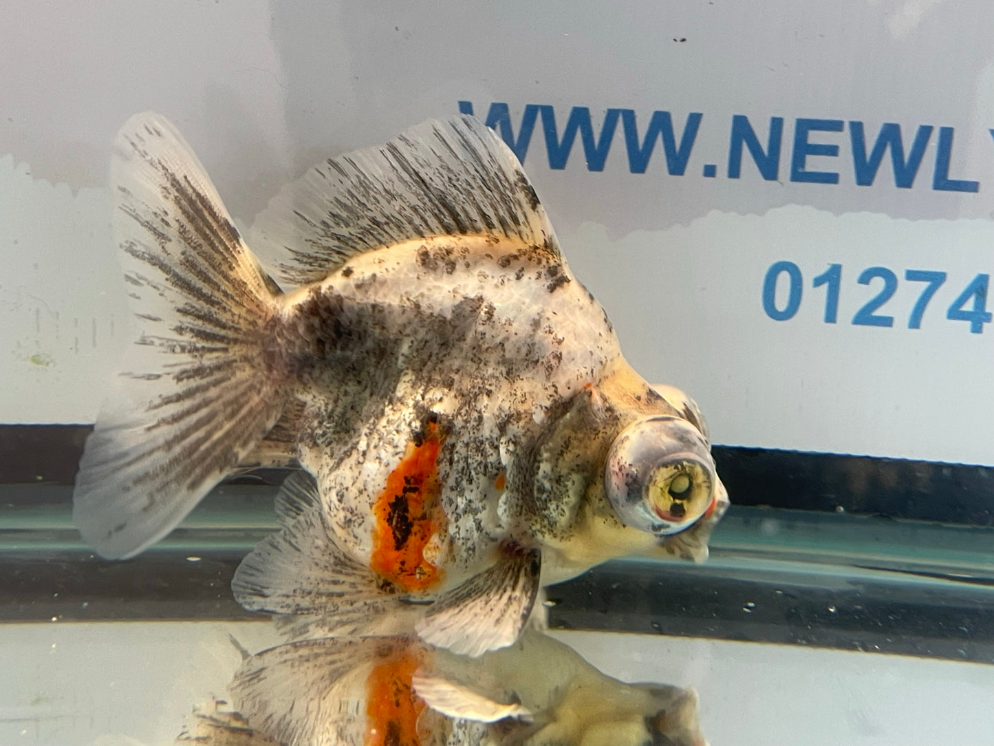 Demekin Fancy Goldfish 11-12cm (Fish In Photo)