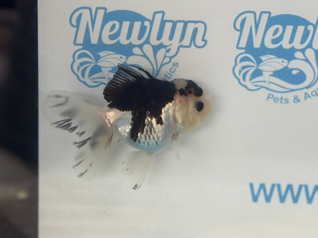 Elite Panda Oranda 9cm