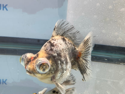 Demekin Fancy Goldfish 11-12cm (Fish In Photo)