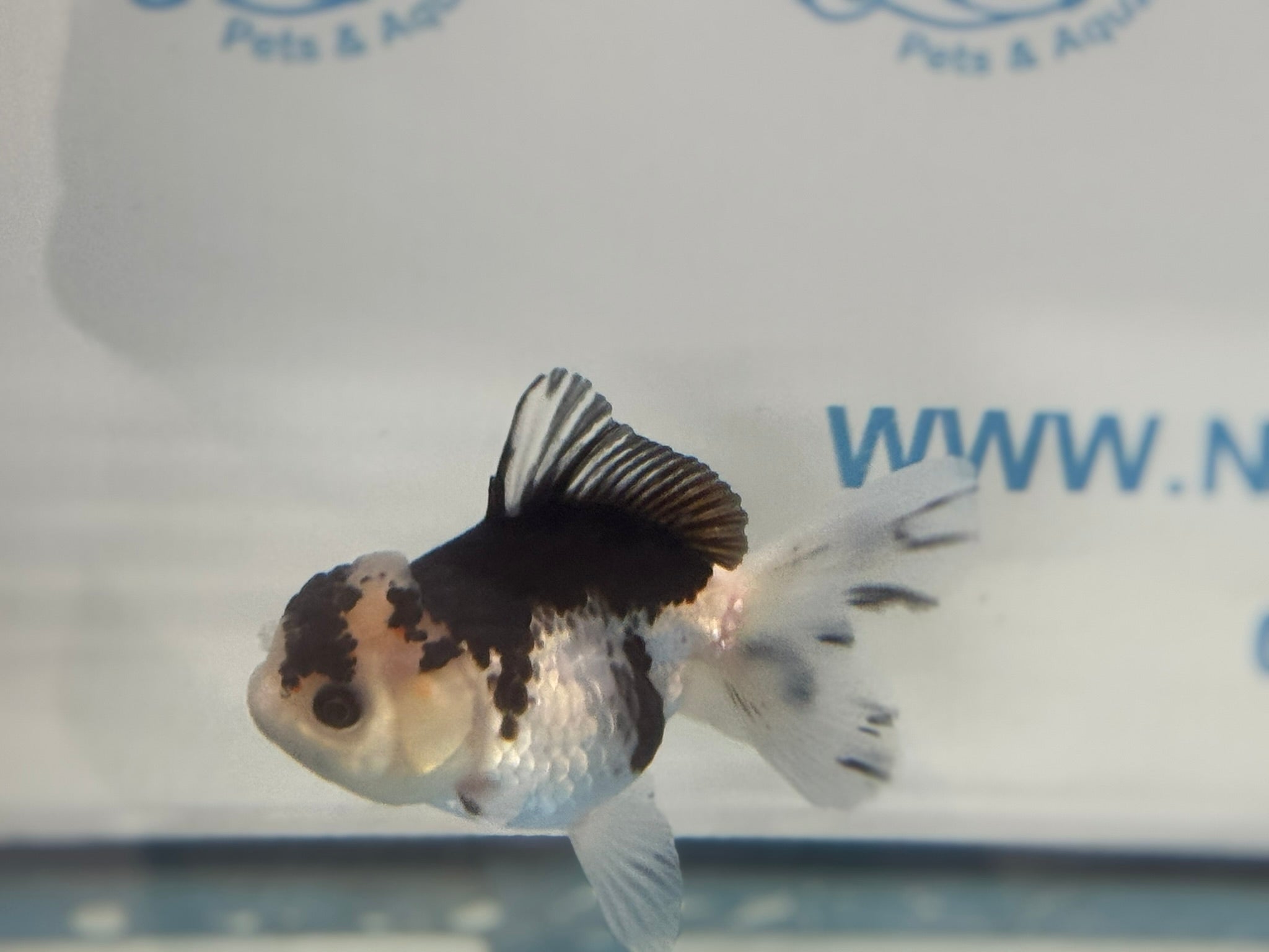 Elite Panda Oranda 9cm