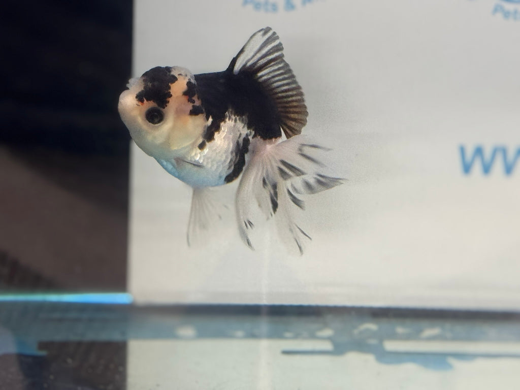 Elite Panda Oranda 9cm