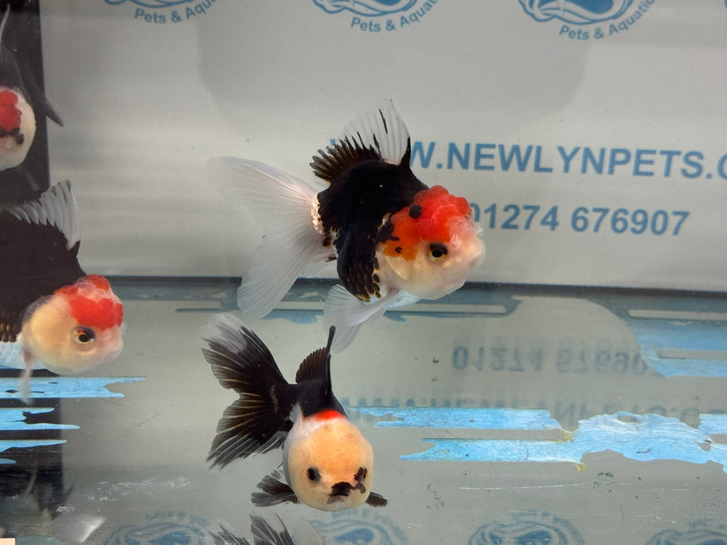 Elite Tri Colour Oranda Fancy Goldfish 8-9cm