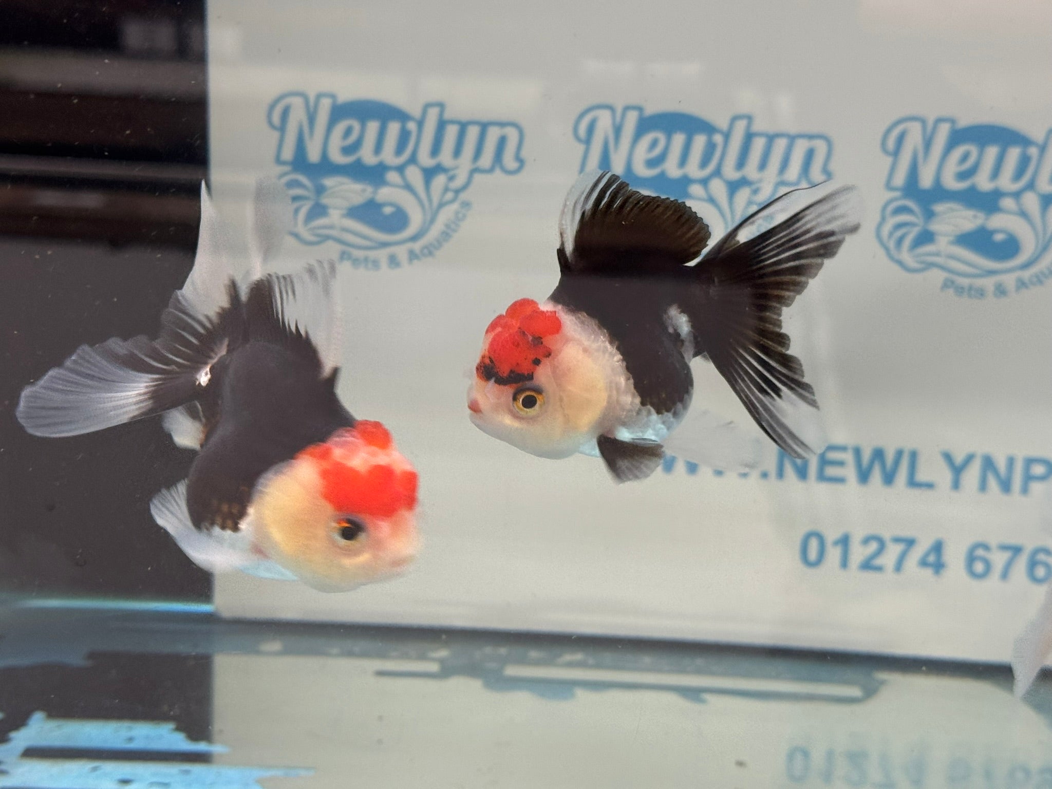 Elite Tri Colour Oranda Fancy Goldfish 8-9cm