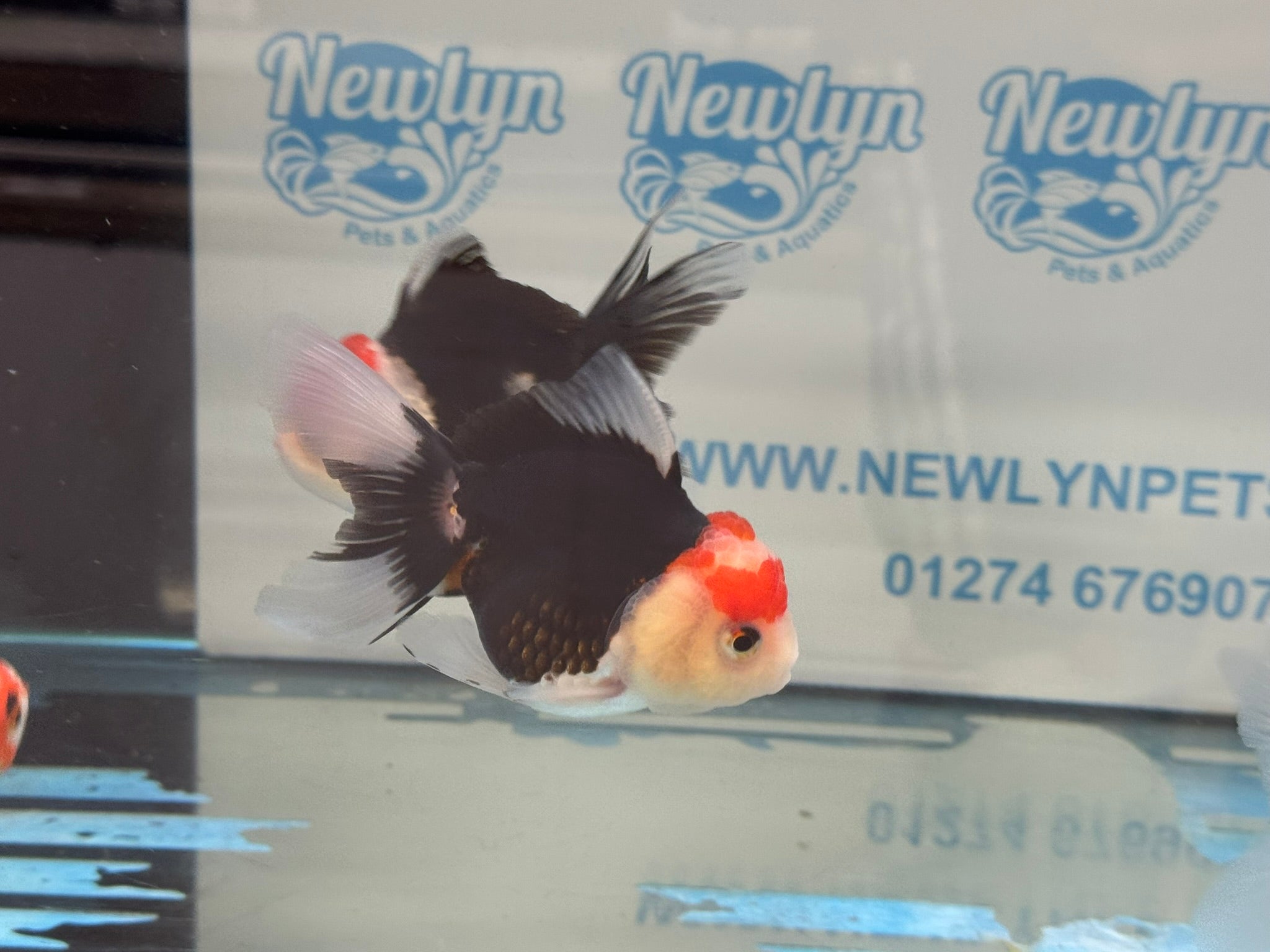 Elite Tri Colour Oranda Fancy Goldfish 8-9cm