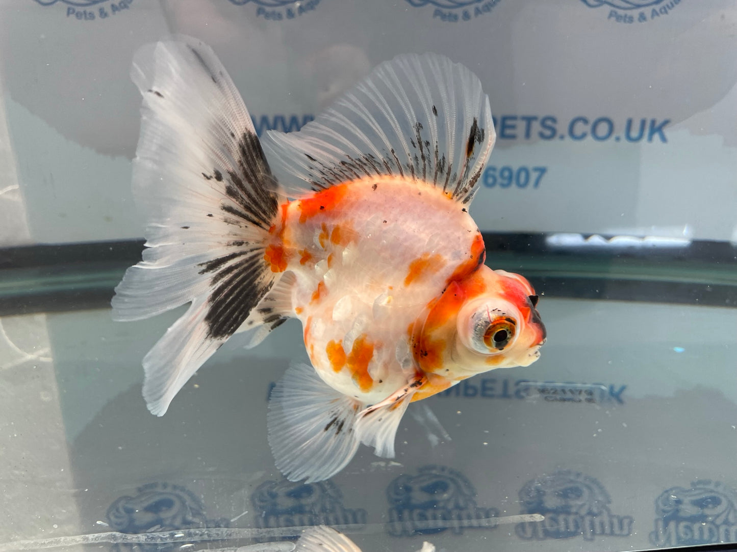 Demekin Fancy Goldfish 12-13cm (Fish In Photo)