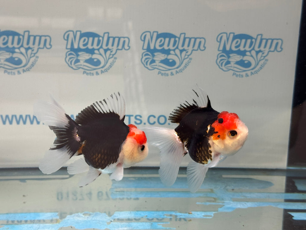 Elite Tri Colour Oranda Fancy Goldfish 8-9cm