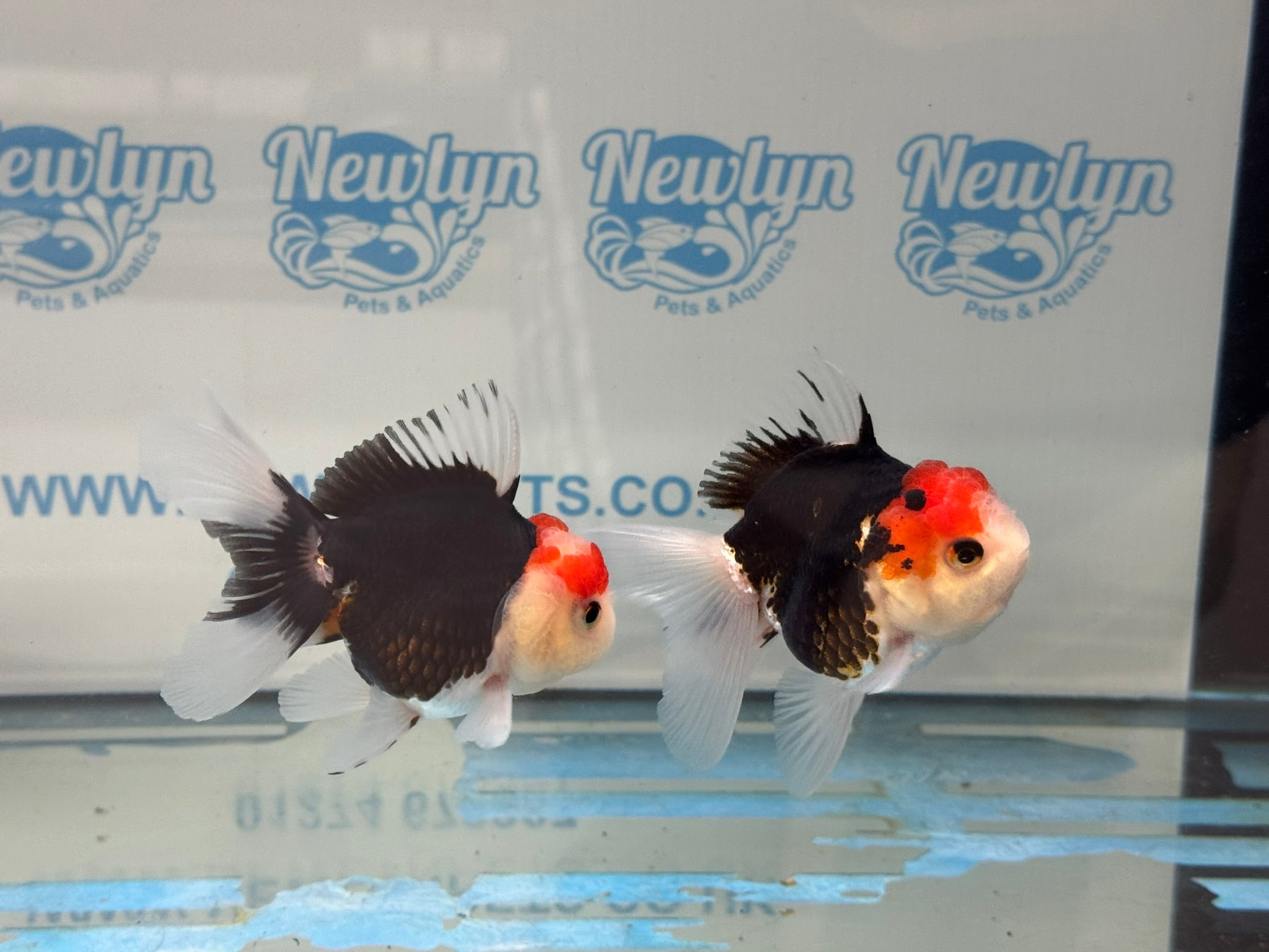 Elite Tri Colour Oranda Fancy Goldfish 8-9cm
