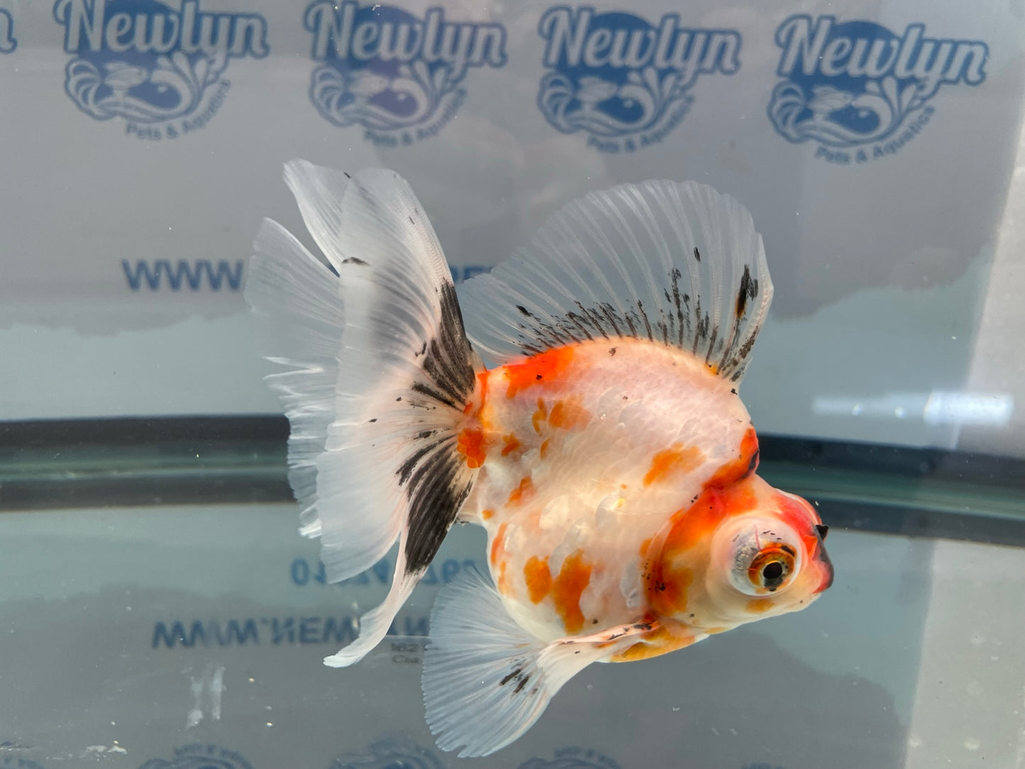 Demekin Fancy Goldfish 12-13cm (Fish In Photo)