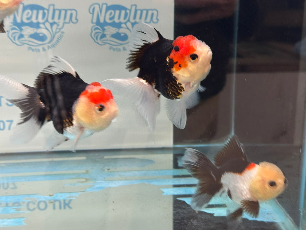 Elite Tri Colour Oranda Fancy Goldfish 8-9cm