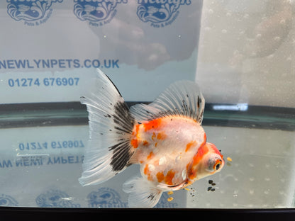 Demekin Fancy Goldfish 12-13cm (Fish In Photo)