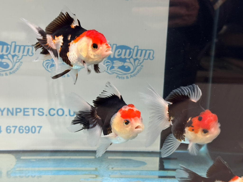 Elite Tri Colour Oranda Fancy Goldfish 8-9cm