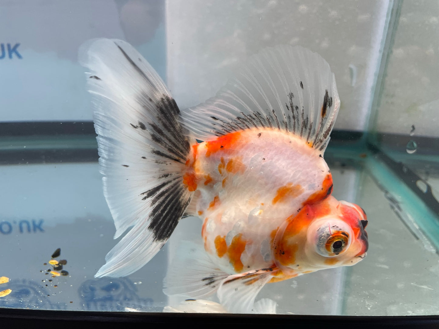 Demekin Fancy Goldfish 12-13cm (Fish In Photo)