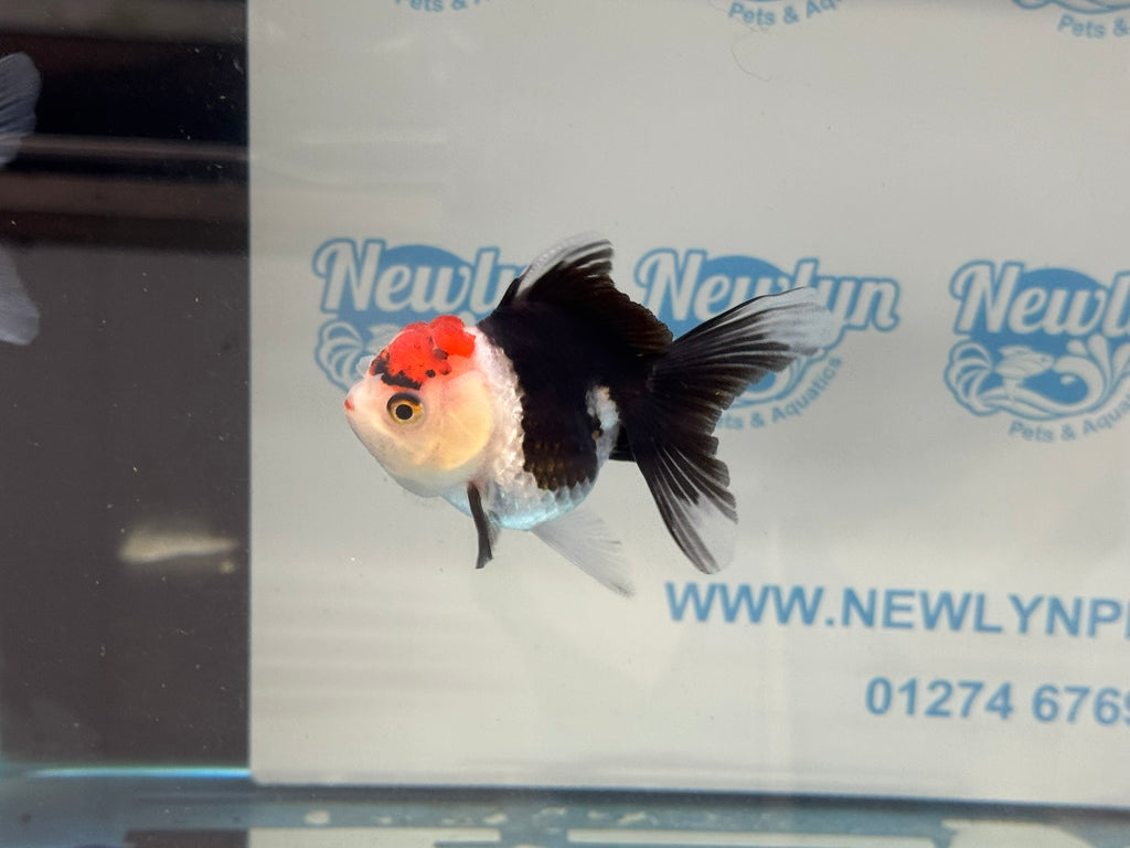 Elite Tri Colour Oranda Fancy Goldfish 8-9cm