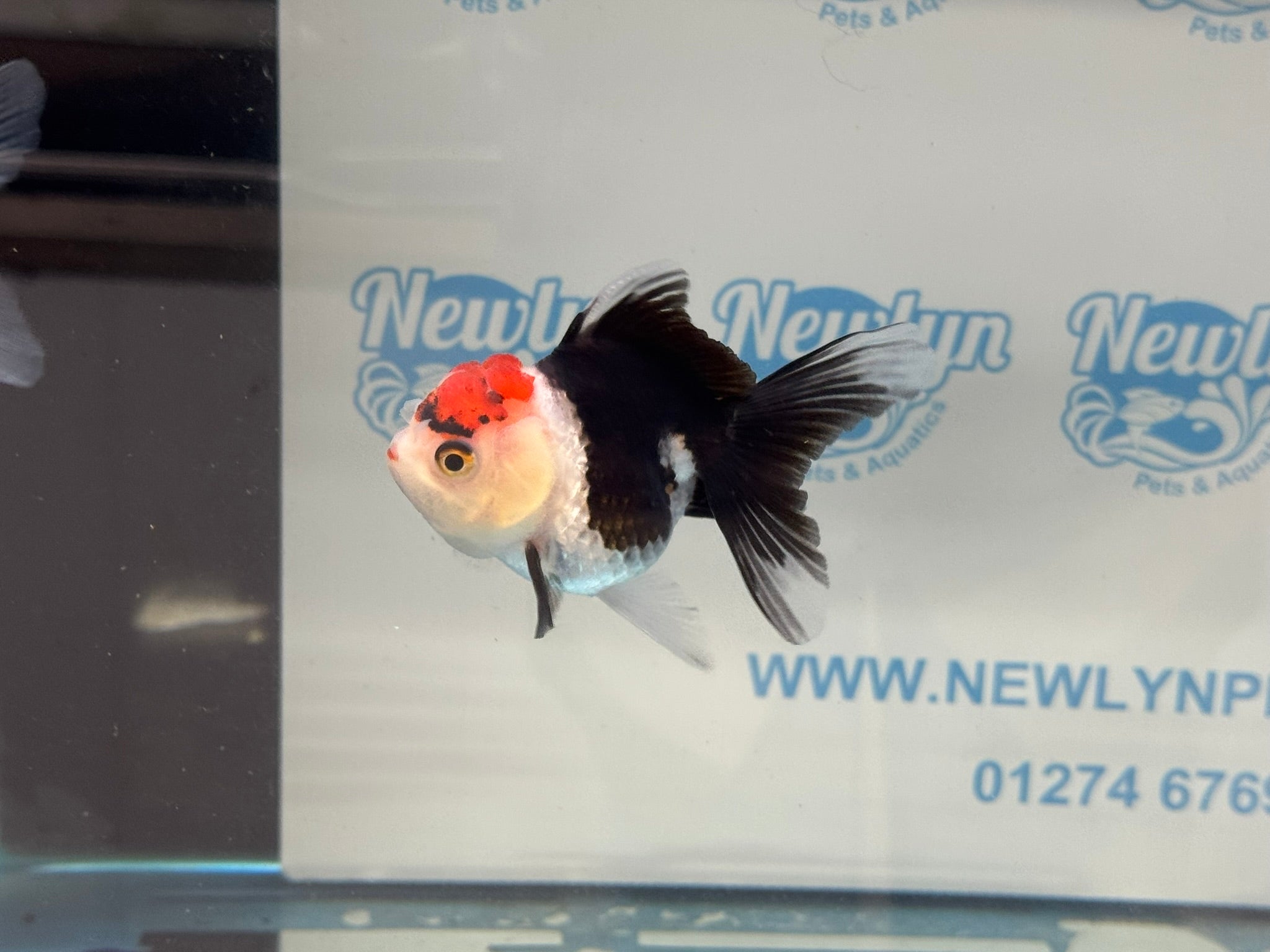 Elite Tri Colour Oranda Fancy Goldfish 8-9cm