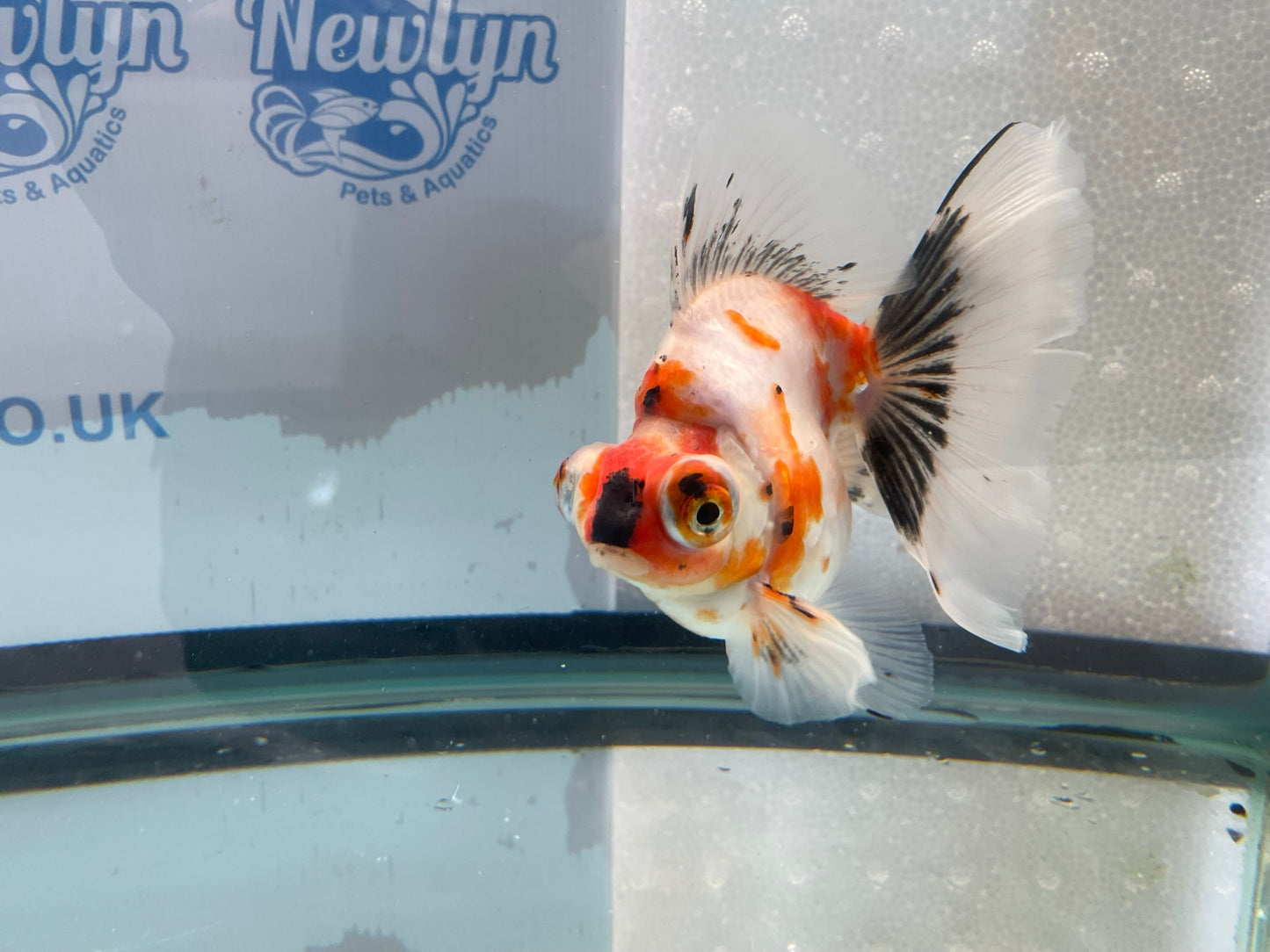 Demekin Fancy Goldfish 12-13cm (Fish In Photo)