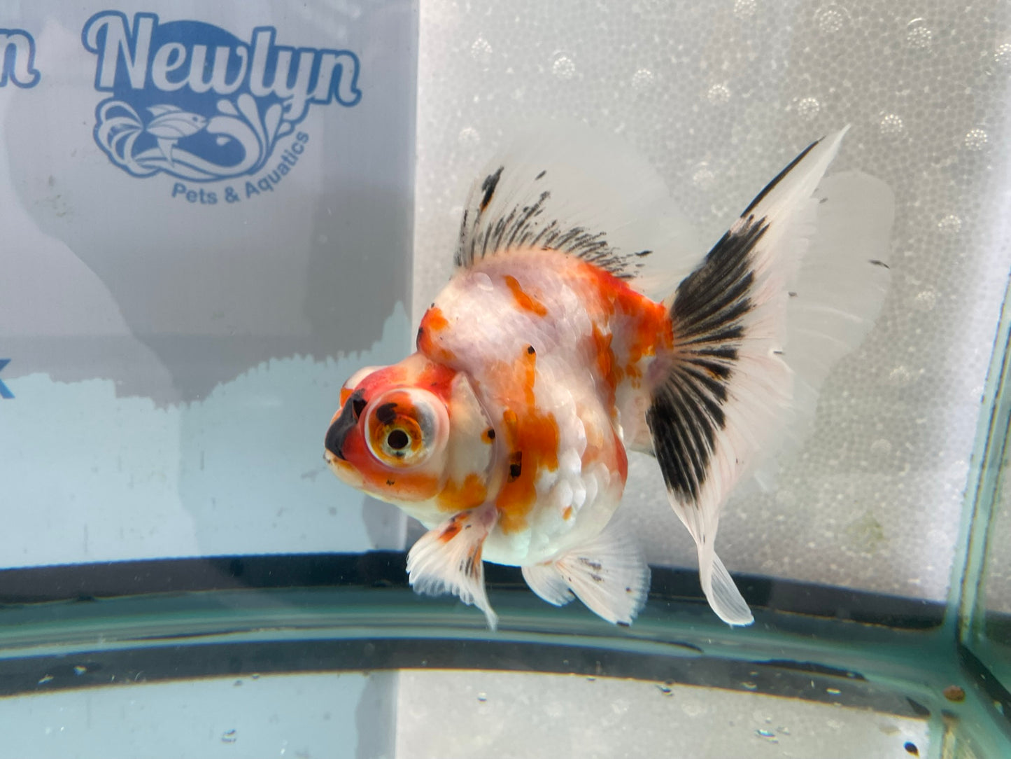 Demekin Fancy Goldfish 12-13cm (Fish In Photo)