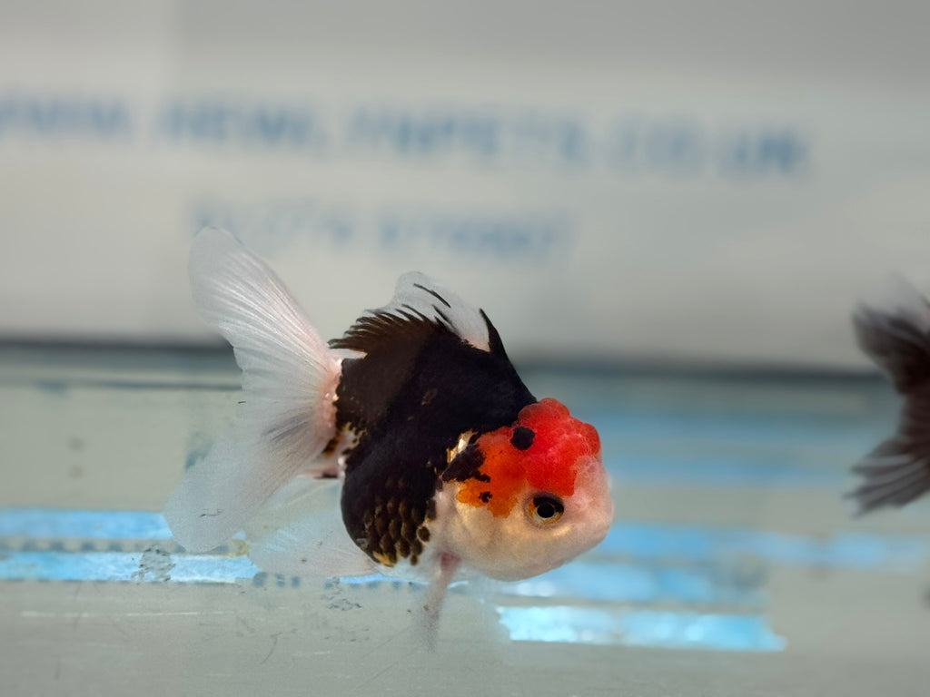 Elite Tri Colour Oranda Fancy Goldfish 8-9cm