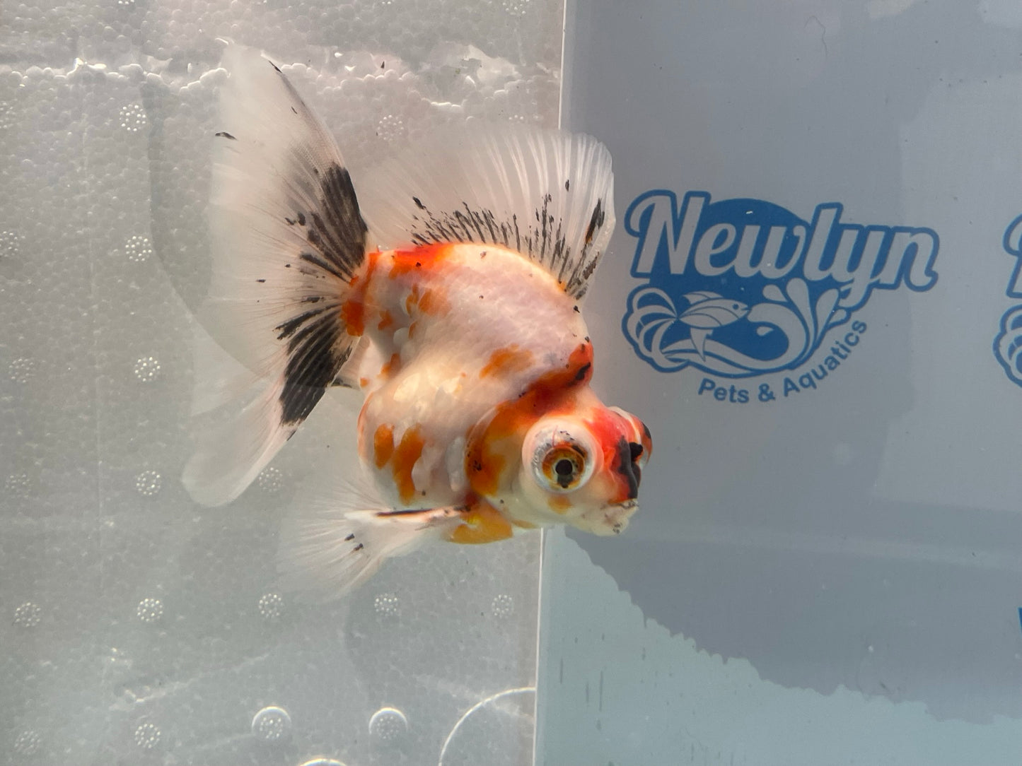 Demekin Fancy Goldfish 12-13cm (Fish In Photo)