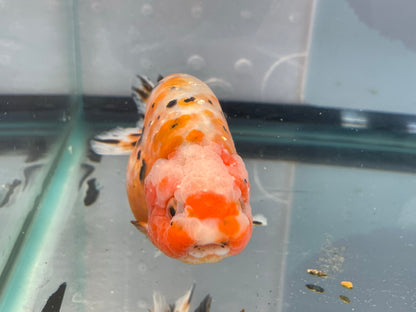 Ranchu 12cm Fancy Goldfish (Fish In Photo)