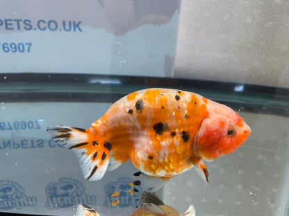 Ranchu 12cm Fancy Goldfish (Fish In Photo)