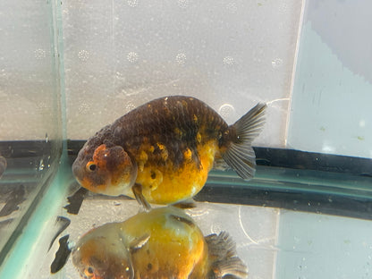 Calico Ranchu 10-11cm Fancy Goldfish Fish in Photo #2