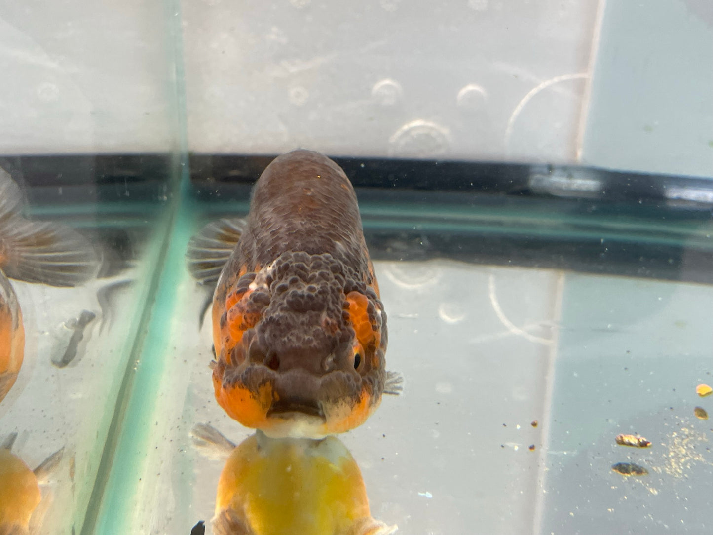 Calico Ranchu 10-11cm Fancy Goldfish Fish in Photo #2