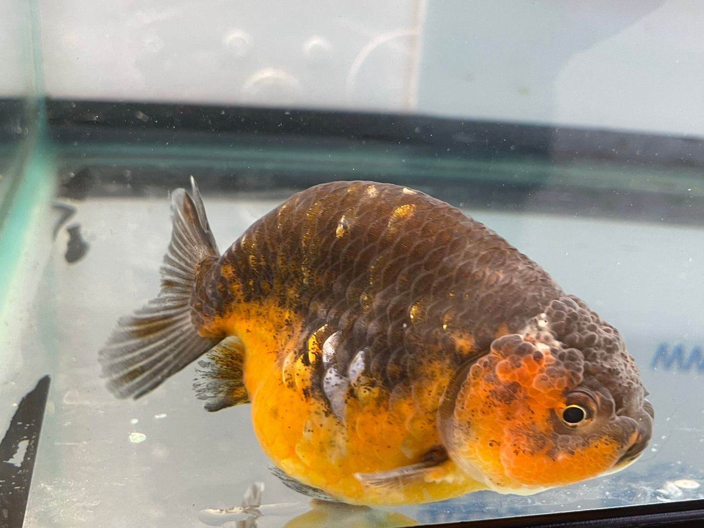 Calico Ranchu 10-11cm Fancy Goldfish Fish in Photo #2