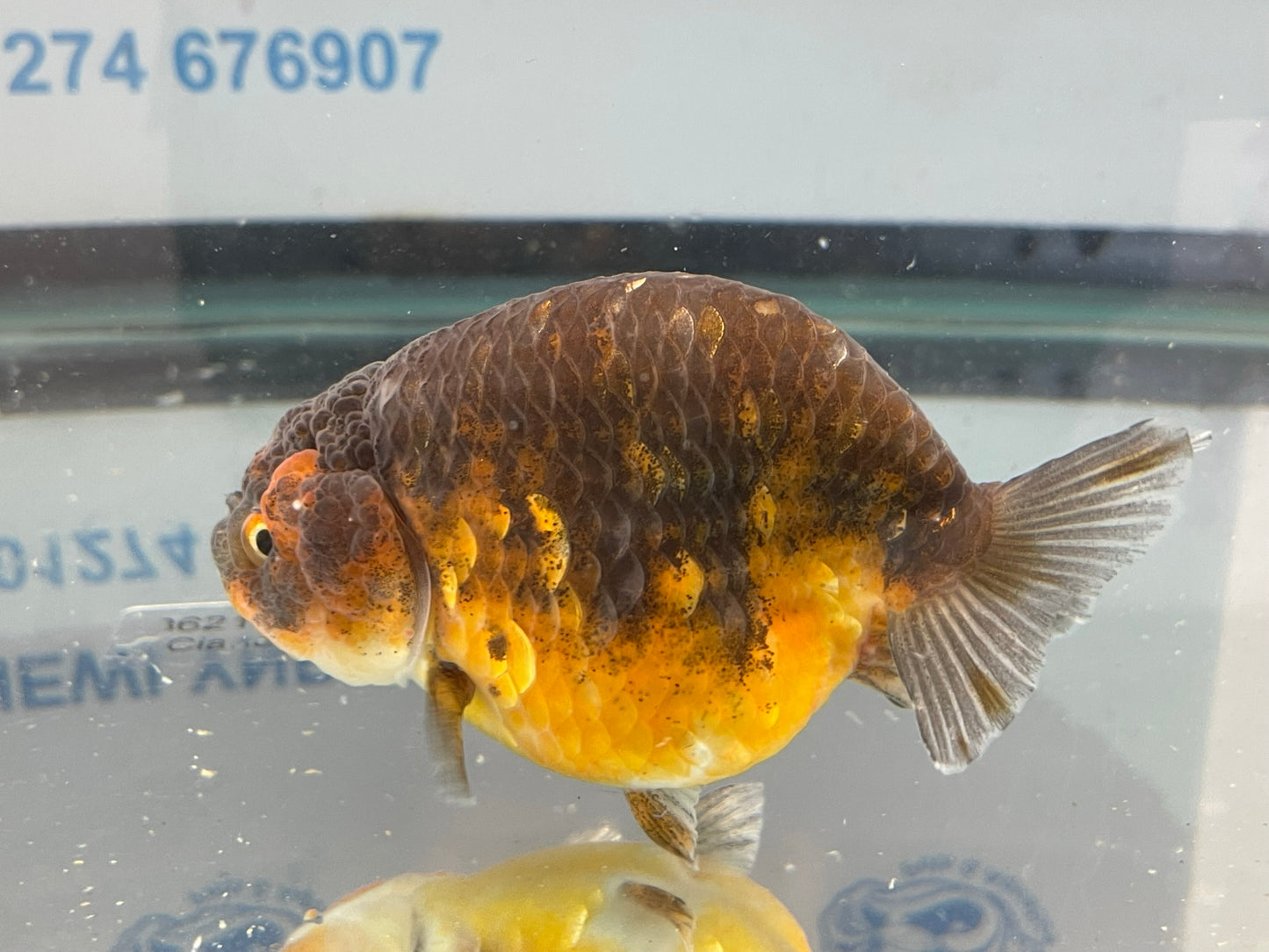 Calico Ranchu 10-11cm Fancy Goldfish Fish in Photo #2