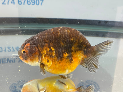 Calico Ranchu 10-11cm Fancy Goldfish Fish in Photo #2