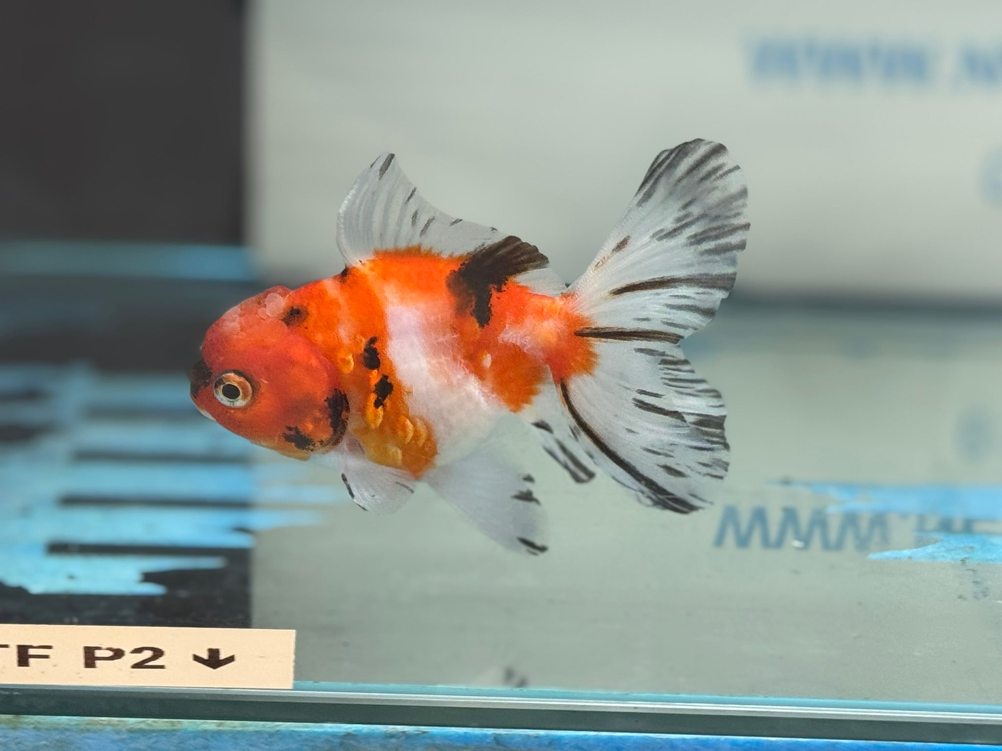 Peacock Tail  Oranda 10-11cm