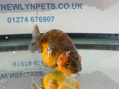 Calico Ranchu 10-11cm Fancy Goldfish Fish in Photo #2