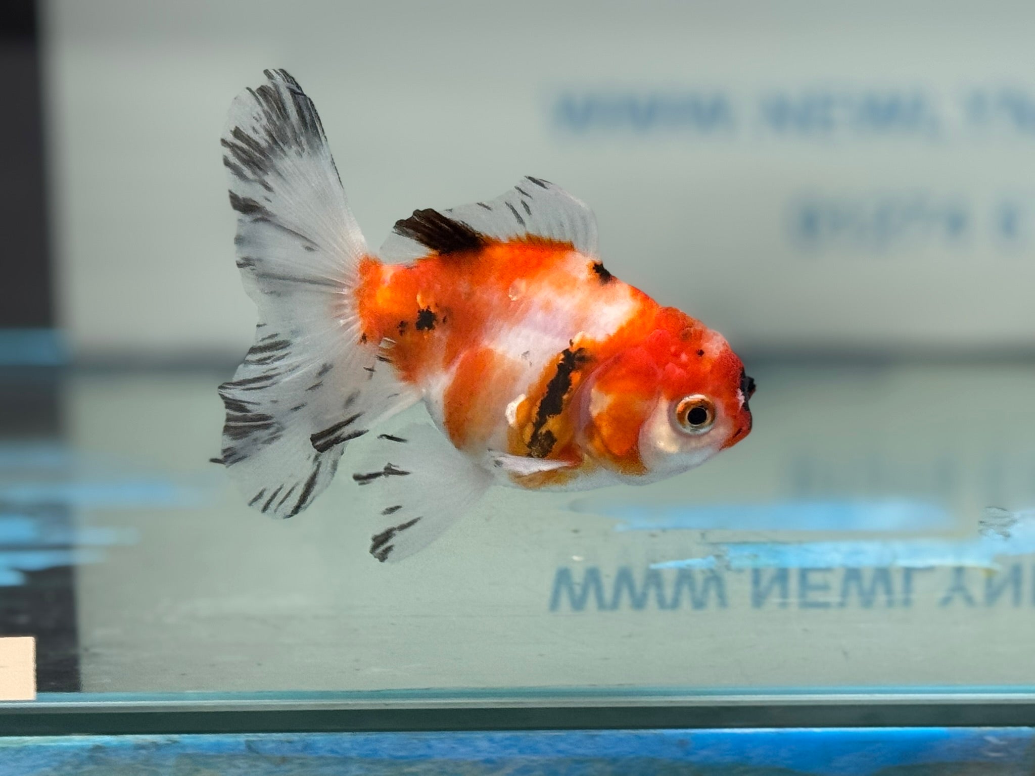 Peacock Tail  Oranda 10-11cm