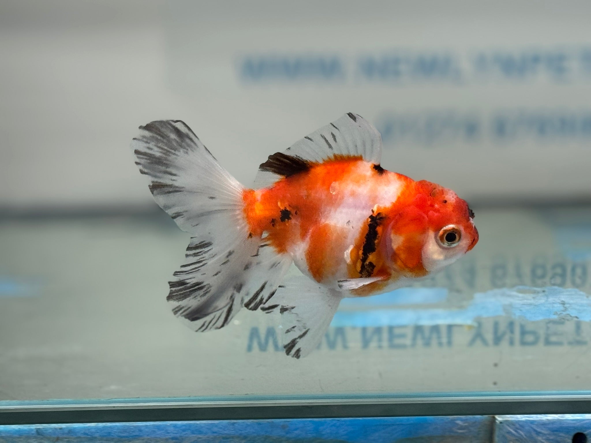 Peacock Tail  Oranda 10-11cm