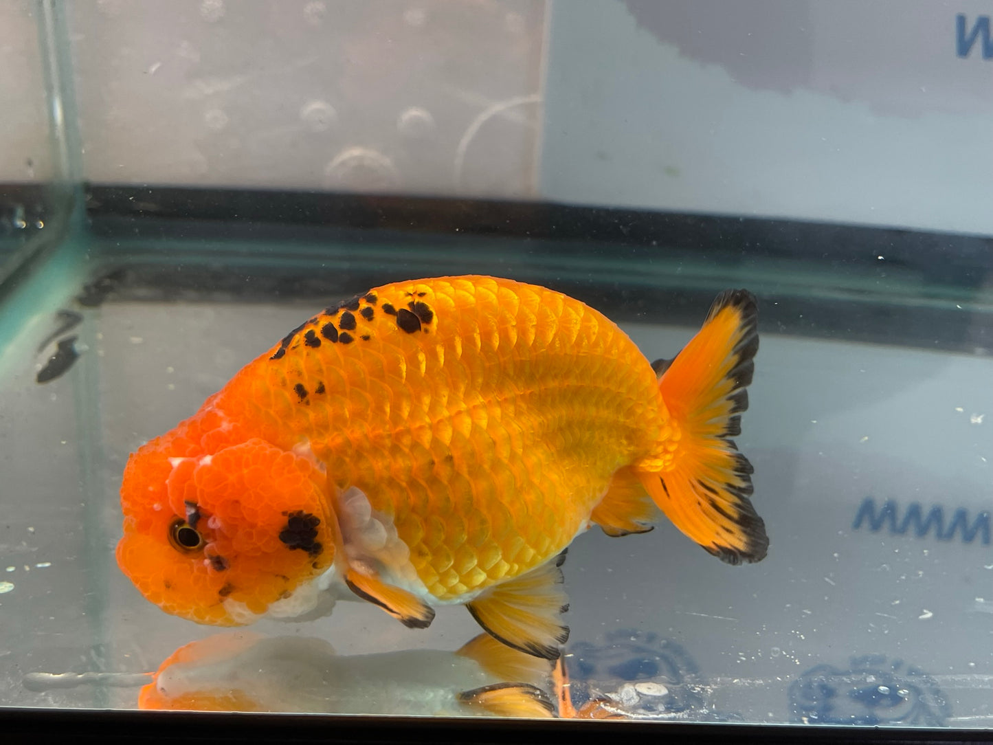 Ranchu Red/Black 10-11cm Fancy Goldfish (Fish In Photo)