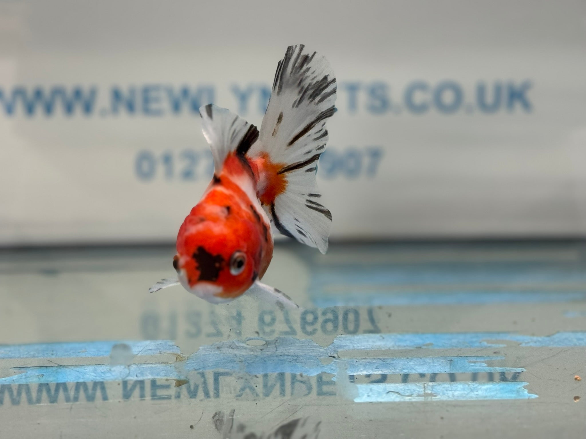 Peacock Tail  Oranda 10-11cm